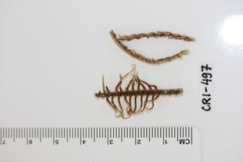 Media type: image;   Invertebrate Zoology CRI-497 Description: Preserved specimen.;